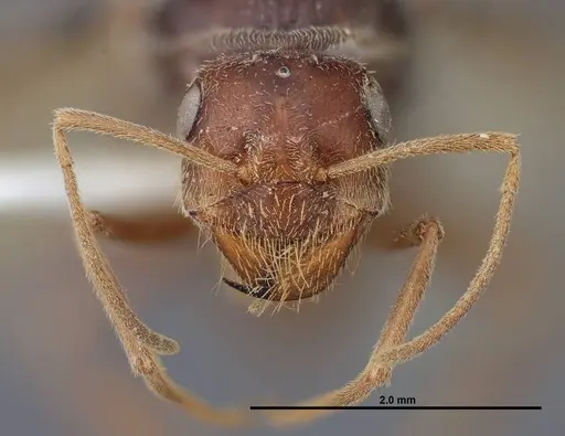 Myrmecocystus creightoni - FMNHINS0000083104