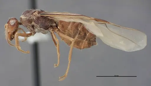 Myrmecocystus creightoni - FMNHINS0000083104