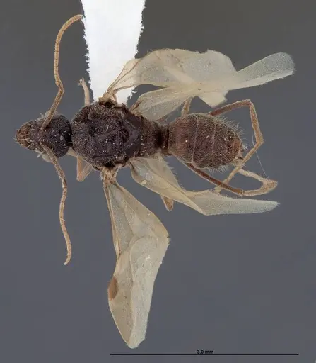 Myrmecocystus creightoni - FMNHINS0000083105