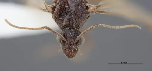 Myrmecocystus creightoni - FMNHINS0000083105