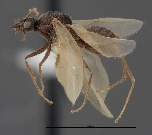 Myrmecocystus creightoni - FMNHINS0000083105