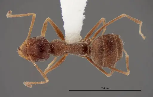 Myrmecocystus creightoni - FMNHINS0000083106