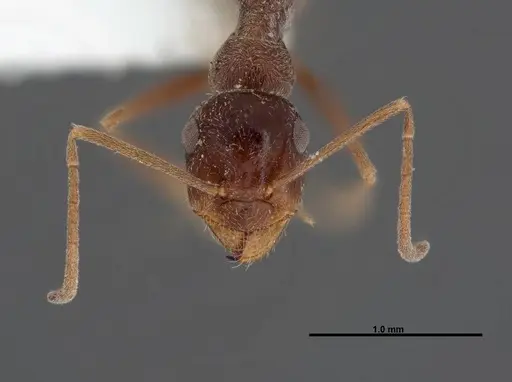 Myrmecocystus creightoni - FMNHINS0000083106