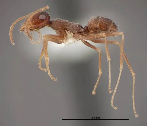 Myrmecocystus creightoni - FMNHINS0000083106