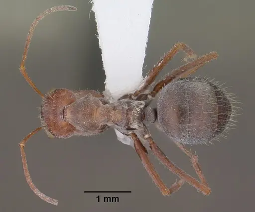 Myrmecocystus depilis specimen