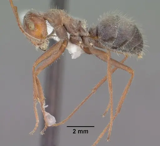 Myrmecocystus depilis specimen