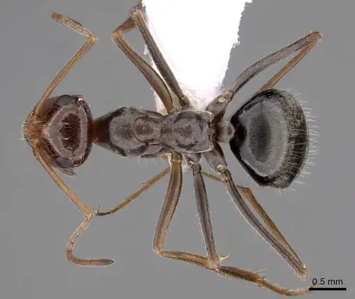 Myrmecocystus depilis - CASENT0280518