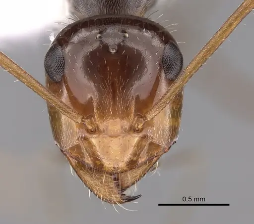 Myrmecocystus depilis - CASENT0280518