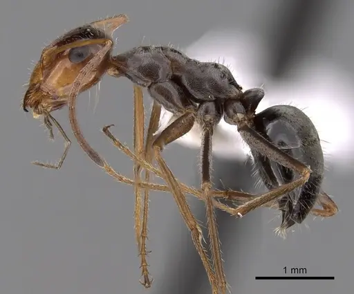 Myrmecocystus depilis - CASENT0280518