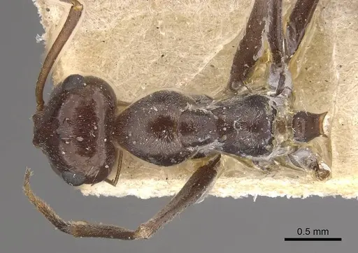 Myrmecocystus depilis - CASENT0911061