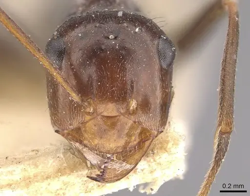 Myrmecocystus depilis - CASENT0911061