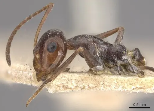 Myrmecocystus depilis - CASENT0911061