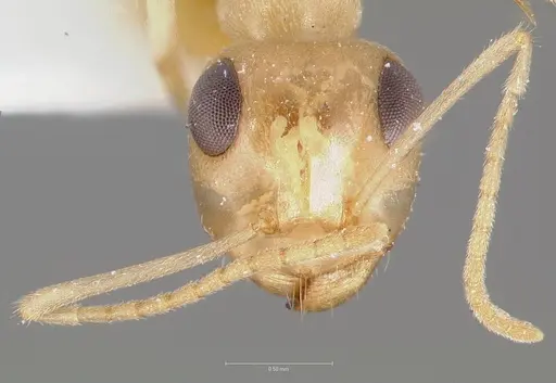 Myrmecocystus ewarti specimen