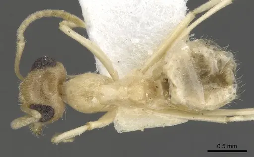 Myrmecocystus ewarti - CASENT0903198