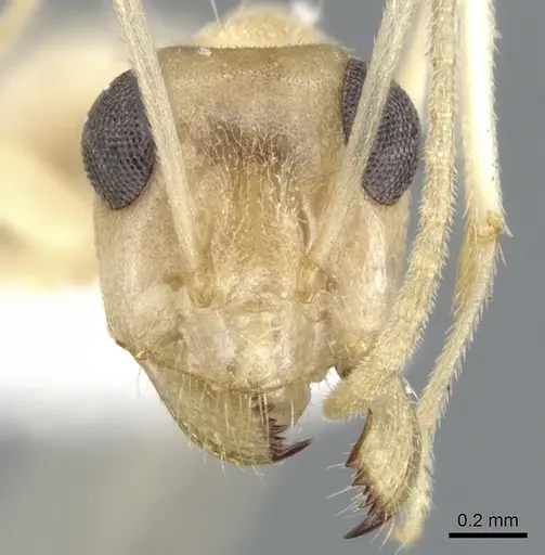 Myrmecocystus ewarti - CASENT0903198