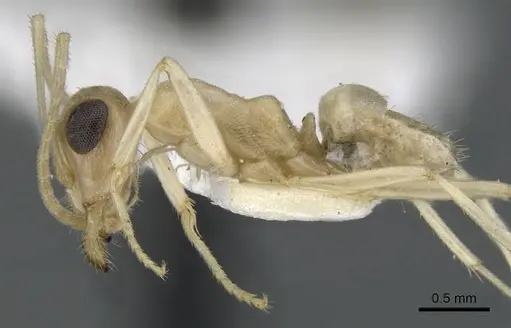 Myrmecocystus ewarti - CASENT0903198