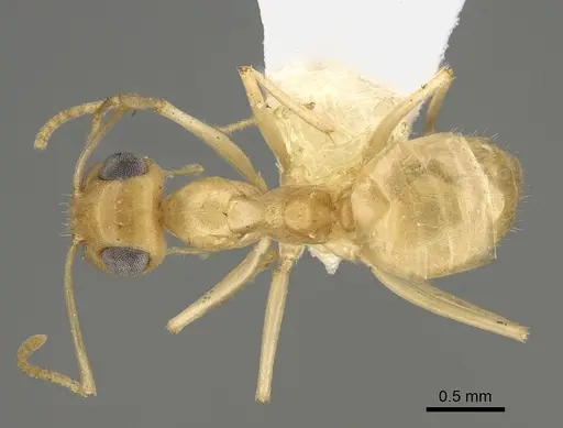 Myrmecocystus ewarti - CASENT0923357