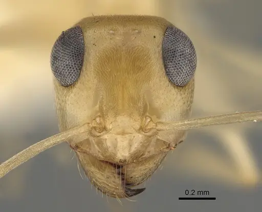 Myrmecocystus ewarti - CASENT0923357