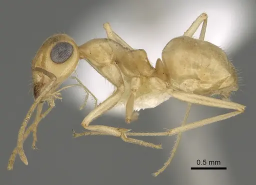 Myrmecocystus ewarti - CASENT0923357