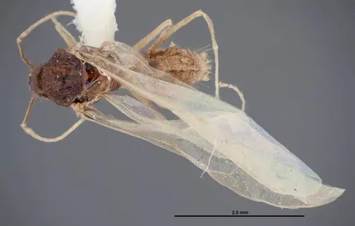 Myrmecocystus ewarti - FMNHINS0000083101