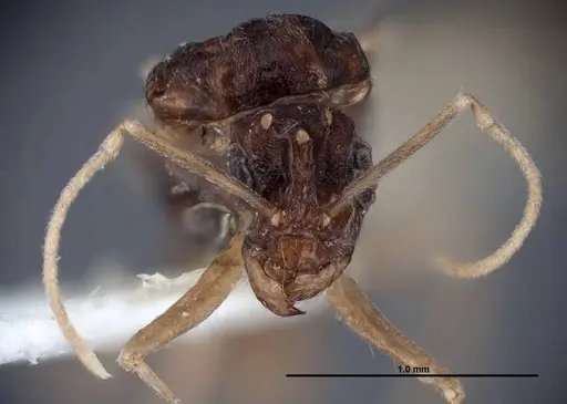 Myrmecocystus ewarti - FMNHINS0000083101