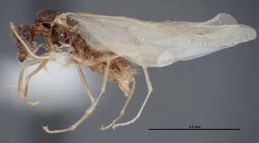 Myrmecocystus ewarti - FMNHINS0000083101