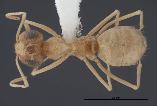 Myrmecocystus ewarti - FMNHINS0000083102