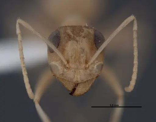 Myrmecocystus ewarti - FMNHINS0000083102