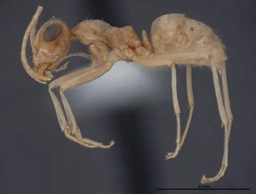 Myrmecocystus ewarti - FMNHINS0000083102