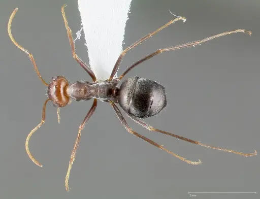 Myrmecocystus flaviceps specimen