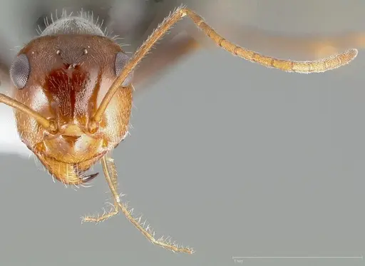 Myrmecocystus flaviceps specimen