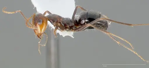 Myrmecocystus flaviceps specimen