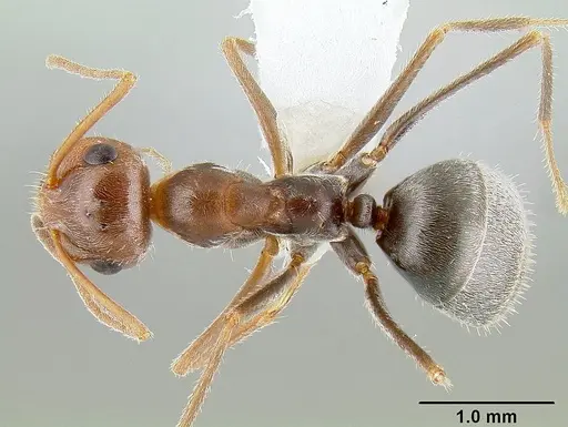 Myrmecocystus flaviceps - CASENT0106055