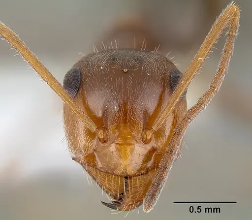 Myrmecocystus flaviceps - CASENT0106055