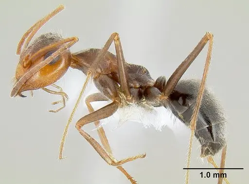 Myrmecocystus flaviceps - CASENT0106055