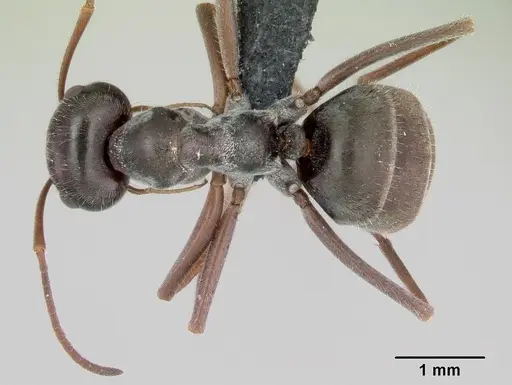 Myrmecocystus flaviceps - CASENT0118149