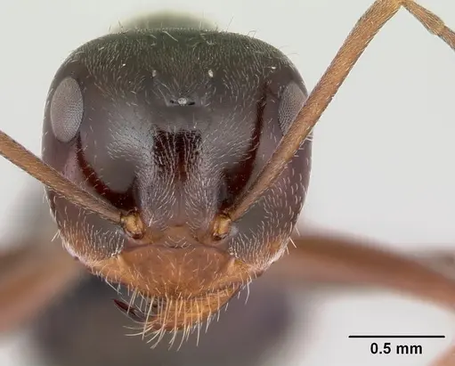 Myrmecocystus flaviceps - CASENT0118149