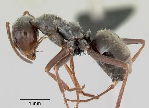 Myrmecocystus flaviceps - CASENT0118149