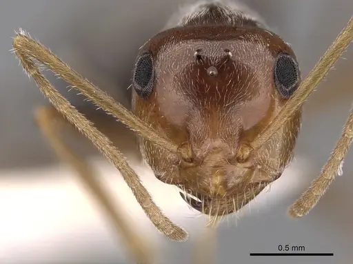 Myrmecocystus flaviceps - CASENT0280516