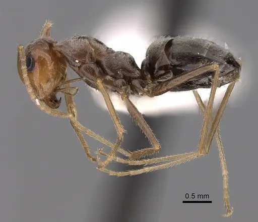Myrmecocystus flaviceps - CASENT0280516