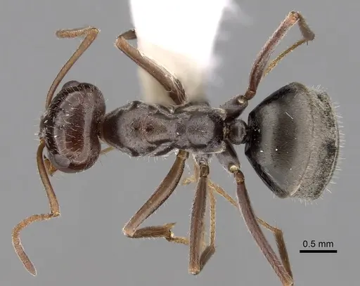 Myrmecocystus flaviceps - CASENT0280521