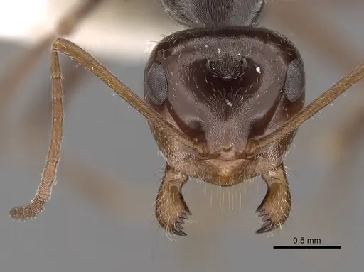 Myrmecocystus flaviceps - CASENT0280521