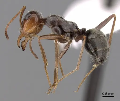 Myrmecocystus flaviceps - CASENT0280521