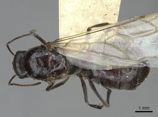 Myrmecocystus flaviceps - CASENT0923067