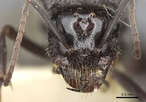 Myrmecocystus flaviceps - CASENT0923067