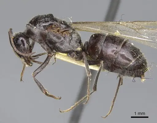 Myrmecocystus flaviceps - CASENT0923067