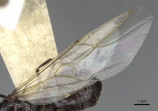 Myrmecocystus flaviceps - CASENT0923067