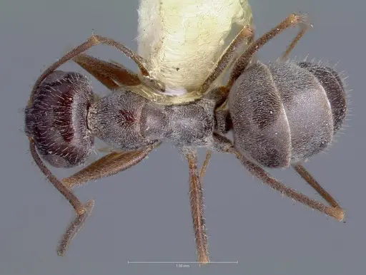 Myrmecocystus hammettensis specimen