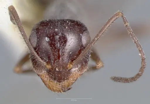 Myrmecocystus hammettensis specimen