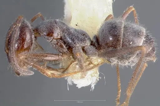 Myrmecocystus hammettensis specimen
